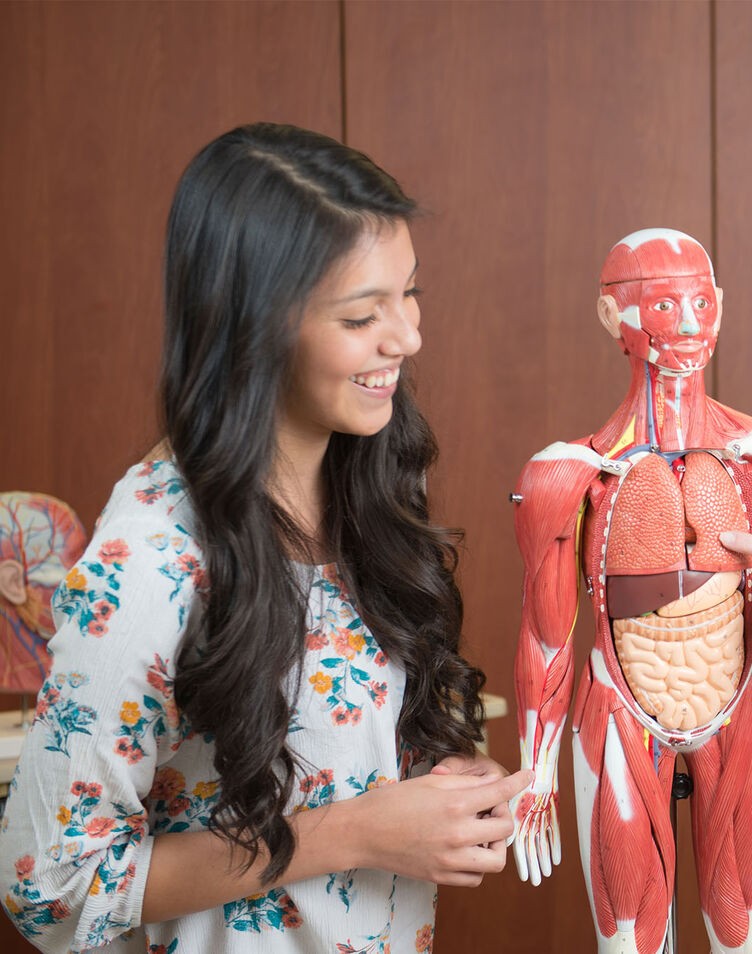 A female professor teaching a female student using an anatomy model